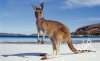 kangaroo-island-1.jpg