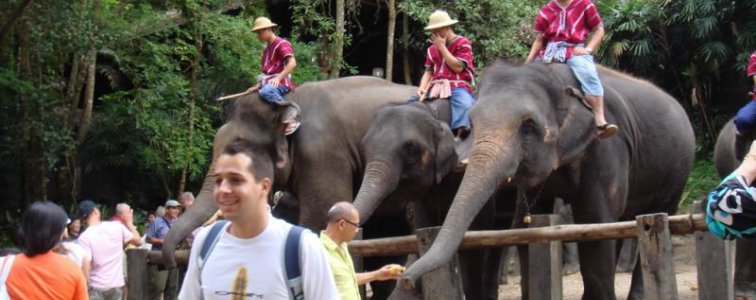 كامب الأفيال في شيانغ ماي