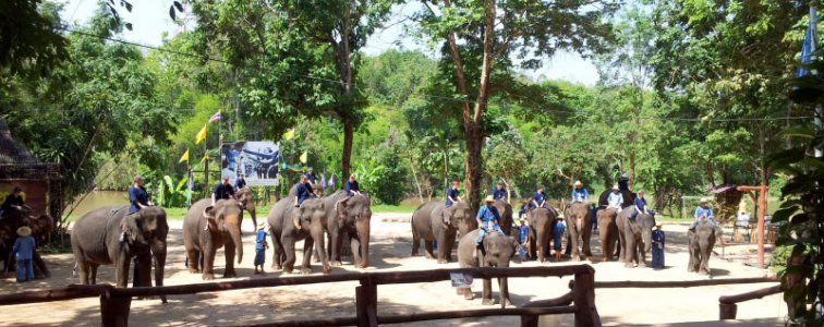 مخيم الأفيال فى لمبانج