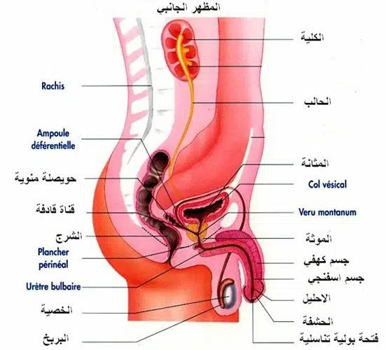 مركز المسالك البولية بالمستشفى الأمريكي في تايلند