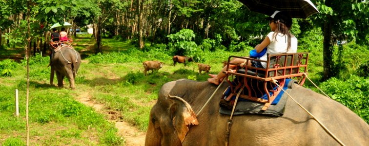 Elephant Trekking and Tiger cave Temple